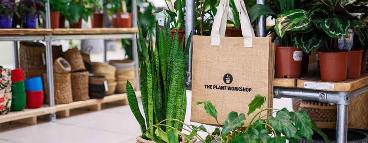 Introducing Our Brand Partners: The Plant Workshop