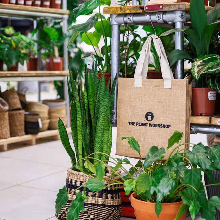 Introducing Our Brand Partners: The Plant Workshop